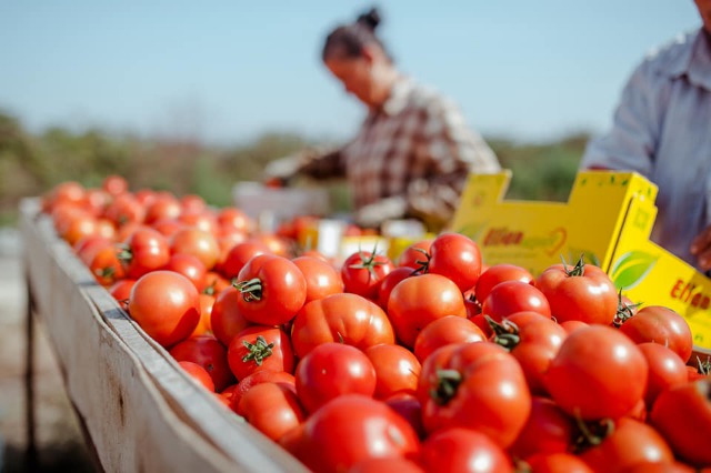 Produktet bujqësore shqiptare në tregjet e BE u rritën 22% në shtatëmujorin e parë